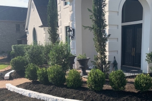 white limestone border, italian cypress, boxwood, formal landscape, potted plants