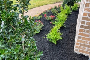 sunshine ligustrum and nelly r stevens holly with mulch