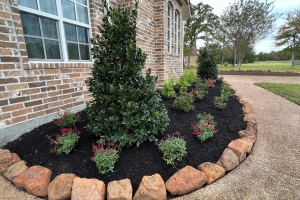 nelly r stevens holly with moss rock and mulch