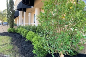 Montelongos Fine Jewelry landscape, savannah holly tree, black mulch, commercial landscape