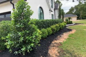 nelly r stevens, boxwood, black mulch, landscape renovation