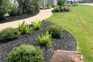 bermuda grass, fox tail ferns, boulder, yaupon, black mulch