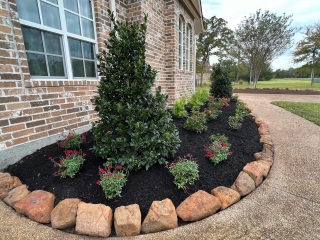 nelly r stevens holly with moss rock and mulch