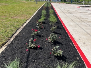 First Financial Bank landscape installation, black mulch, native grasses, seasonal color landscape
