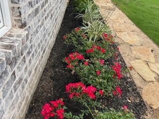 crushed granite with flagstone steps, agapanthus, bermuda grass, mulch and bed mix
