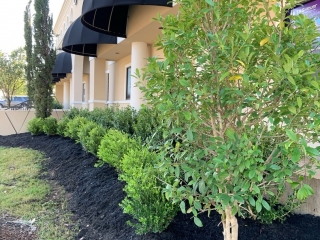 Montelongos Fine Jewelry landscape, savannah holly tree, black mulch, commercial landscape