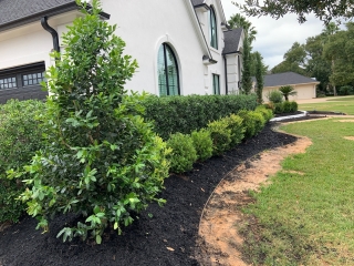 nelly r stevens, boxwood, black mulch, landscape renovation