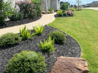 bermuda grass, fox tail ferns, boulder, yaupon, black mulch